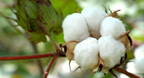 Mathematica es utilizado en la investigación, pruebas y evaluación de fibras de algodón