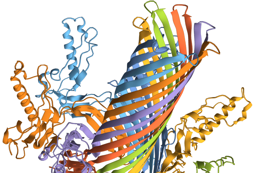 Protein ribbon diagram