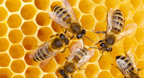 Researchers Analyze Bee Behavior with Mathematica